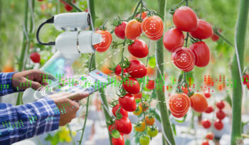 Società Agricole Dopo La Riforma Dell’irpef: Tassazione Ordinaria O Catastale?
